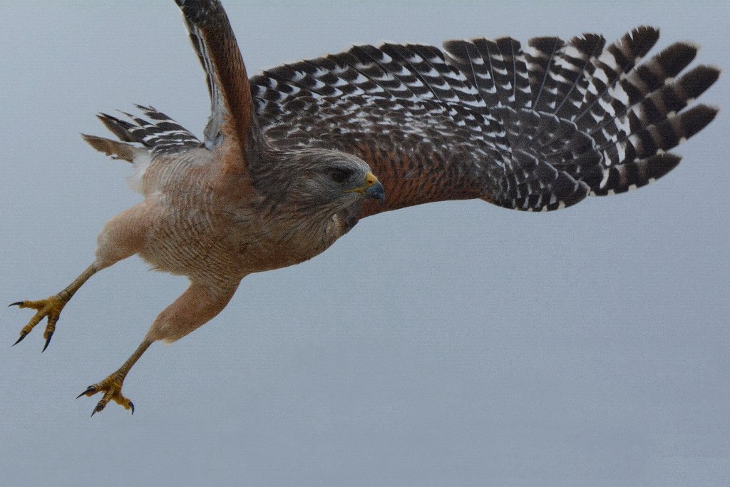 Hawk, Red-shouldered, 2015-01140313 Everglades NP, FLb.JPG - Red-shouldered Hawk. Shark Valley, Everglades National Park, FL, 1-14-2015